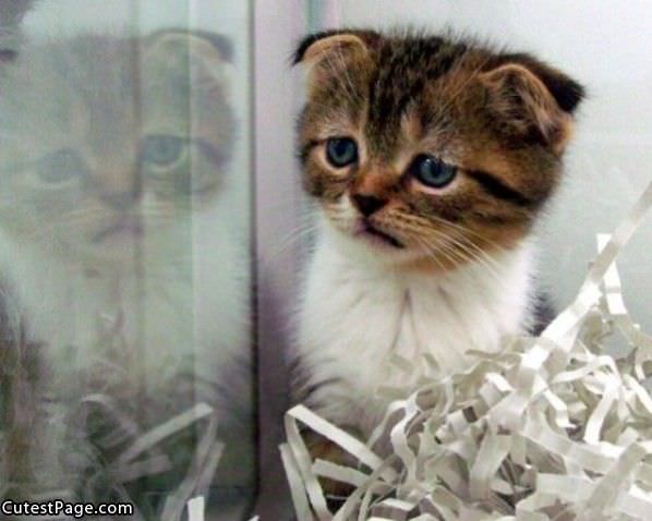 Sad Cute Kitten Is Sad
