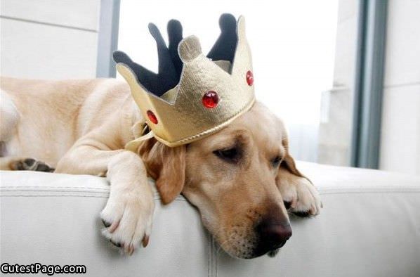 Sad King Cute Dog
