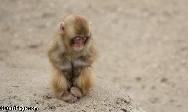 Sad Small Cute Monkey