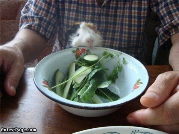 Salad Anyone