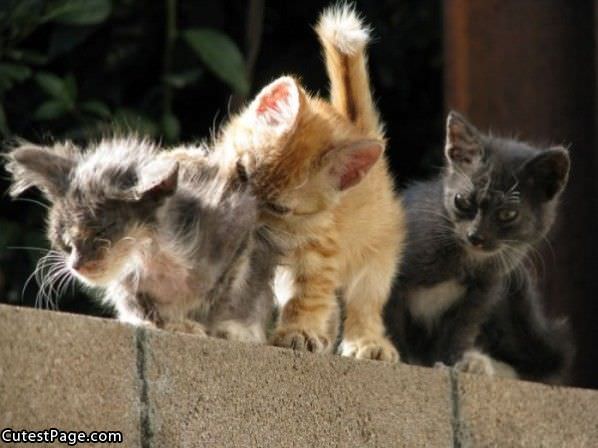 Scruffy Cute Kittens