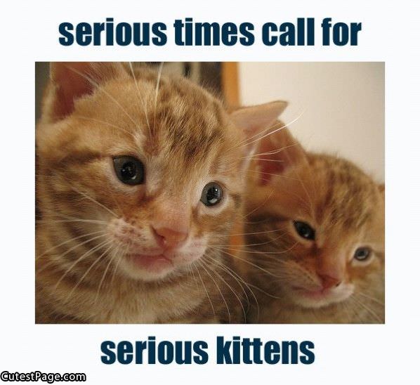 Serious Cute Kittens