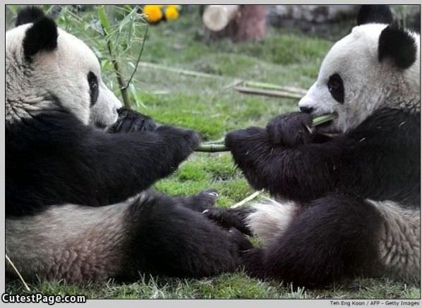 Sharing Cute Bears