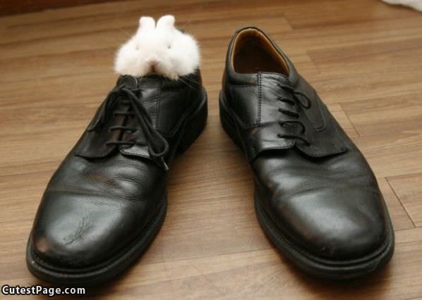 Shoe Cute Bunny