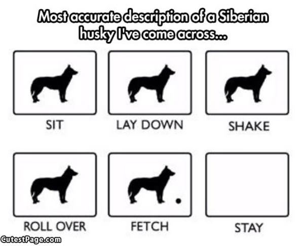 Siberian Husky Description