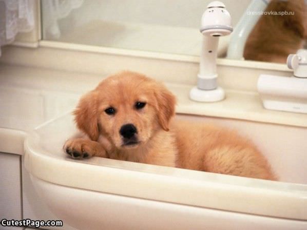 Sink Cute Dog
