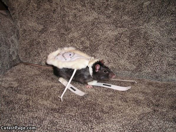 Ski Mouse