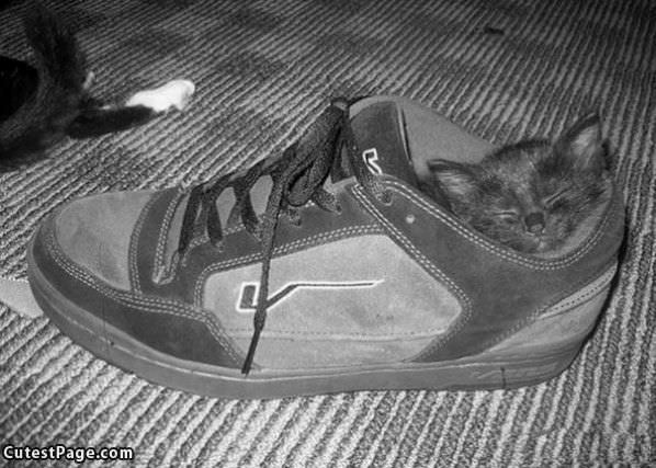 Sleeping In A Sneaker