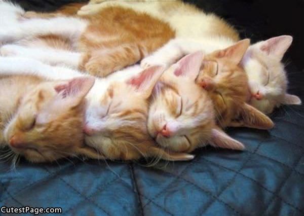 Sleepy Cute Kittens