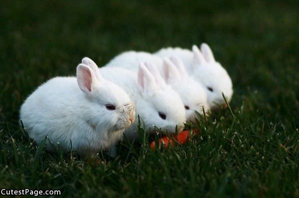Small Bunnies