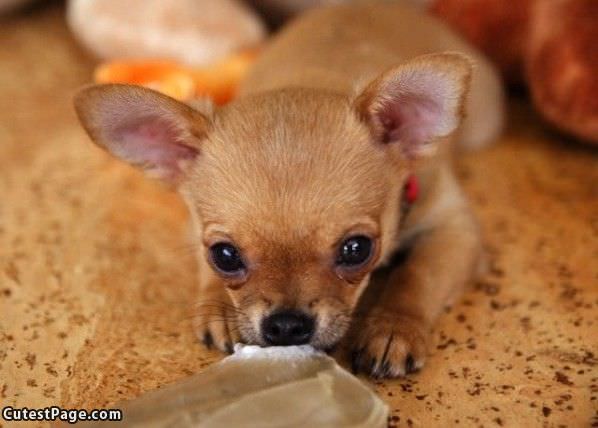Small Cute Doggy