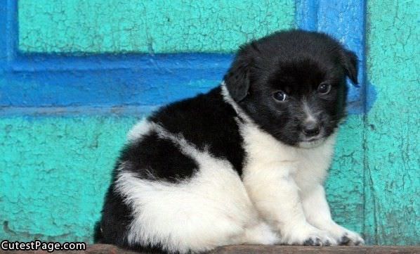 Small Fluffy Cute Puppy
