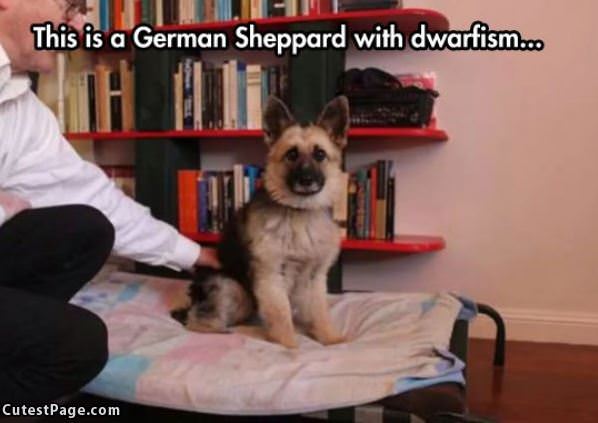 Small German Sheppard