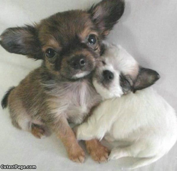 Small Puppies Hugging
