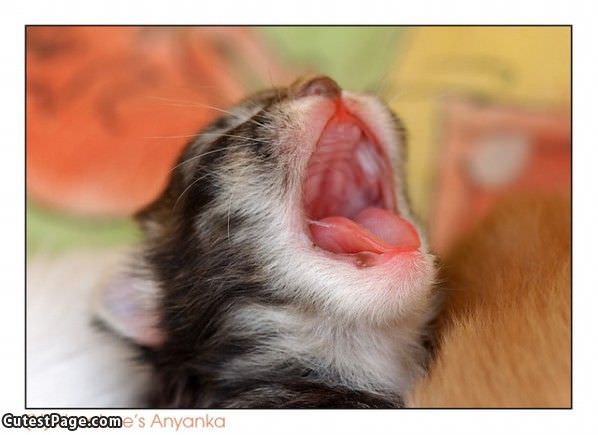 Small Yawn