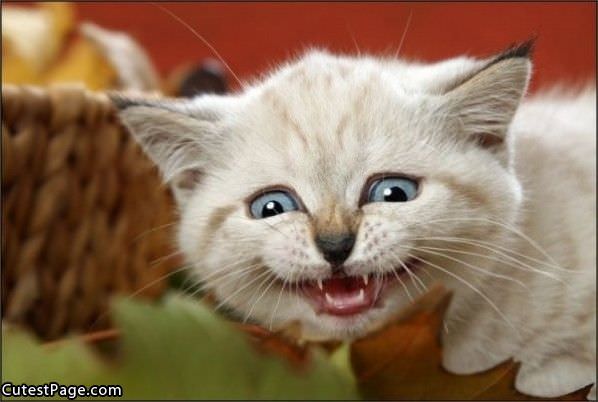 Smile Cute Kitten