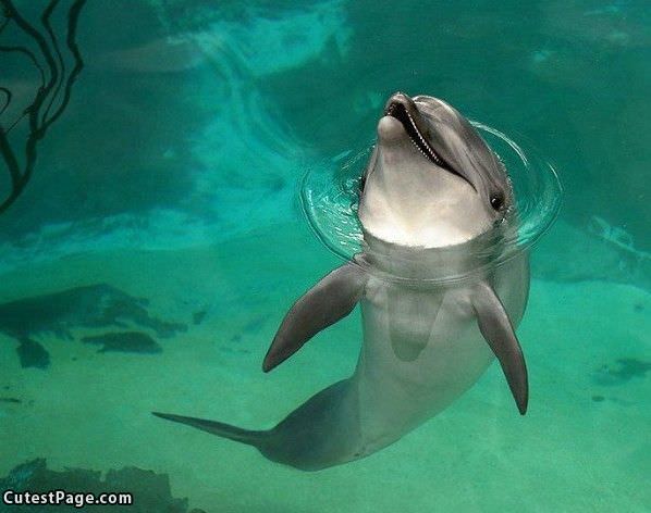 Smiley Dolphin