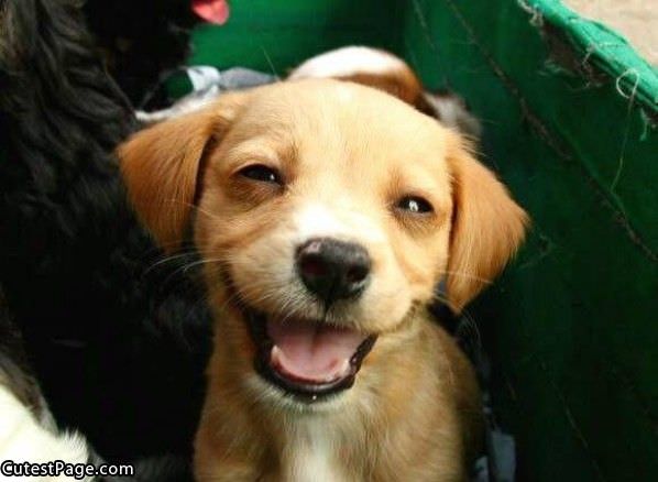 Smiling Cute Puppy