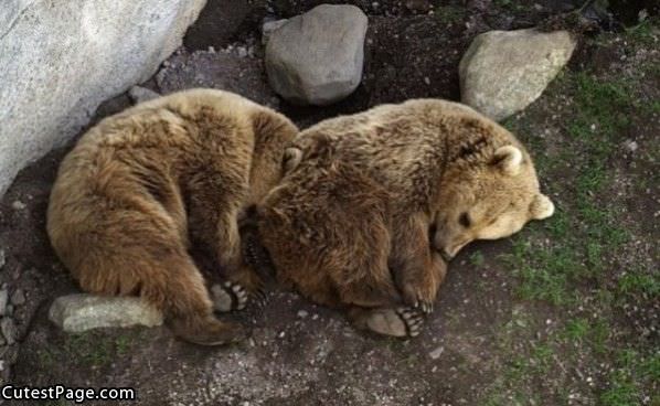 So Tired Bears