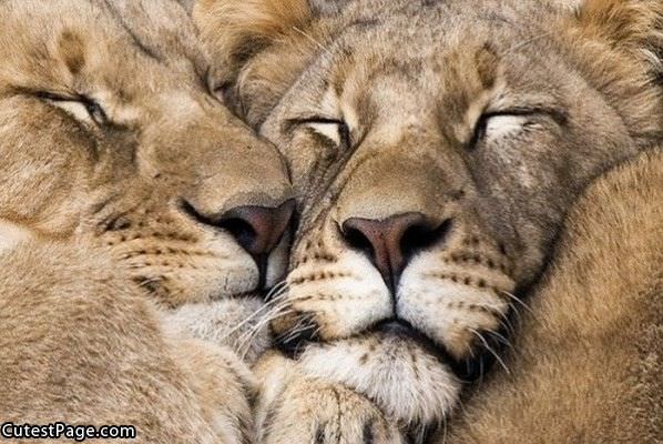 So Tired Lions