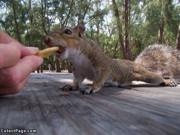 Squirrel Cookie