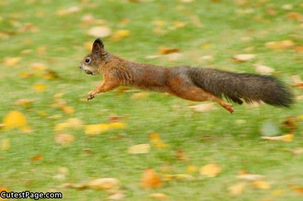 Squirrel Is Flying