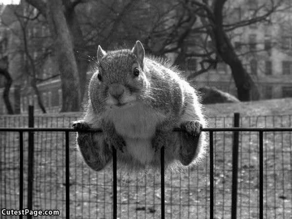 Squirrel On Rail