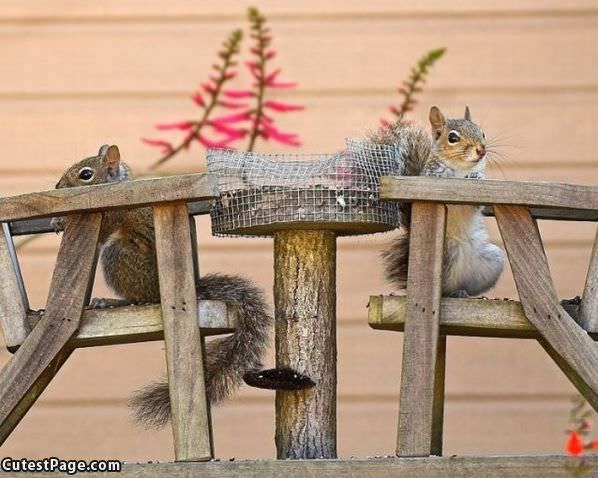 Squirrel Table