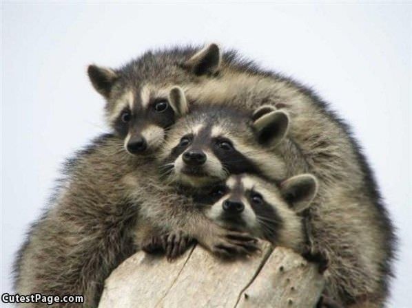 Stack Of Racoons