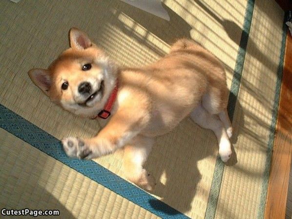 Stretching Cute Dog