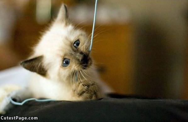 String Kitten