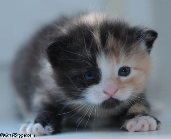 Such A Cute Kitten
