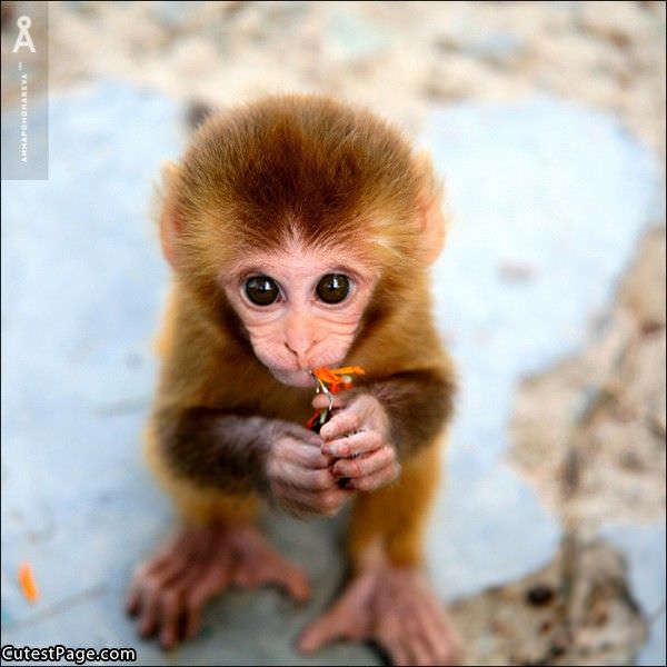 Such A Cute Monkey