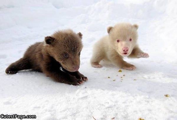 Such Cute Baby Bears