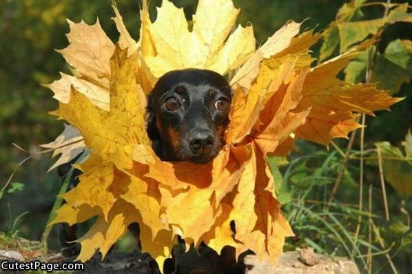 Sunflower Cute Dog