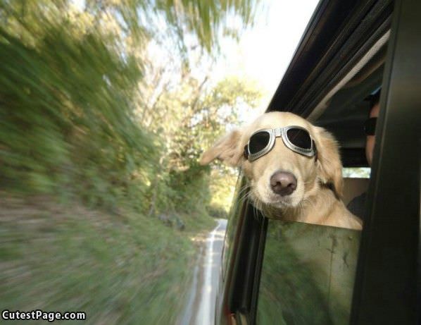 Sunglasses Cute Dog