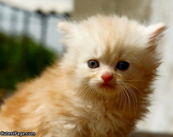 Super Cute Kitten Pic