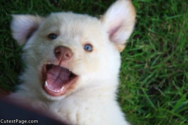 Super Cute Puppy Face