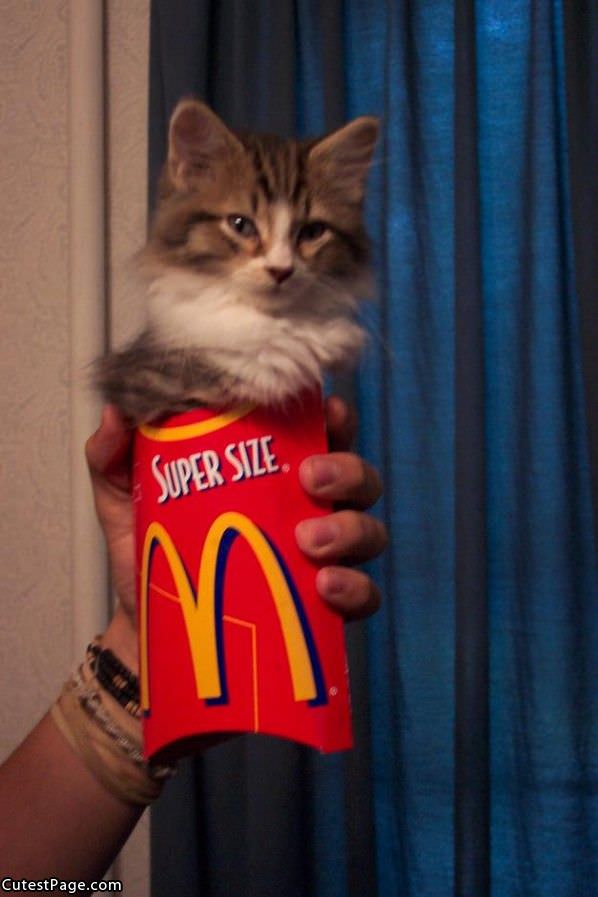 Super Size Cute Kitten
