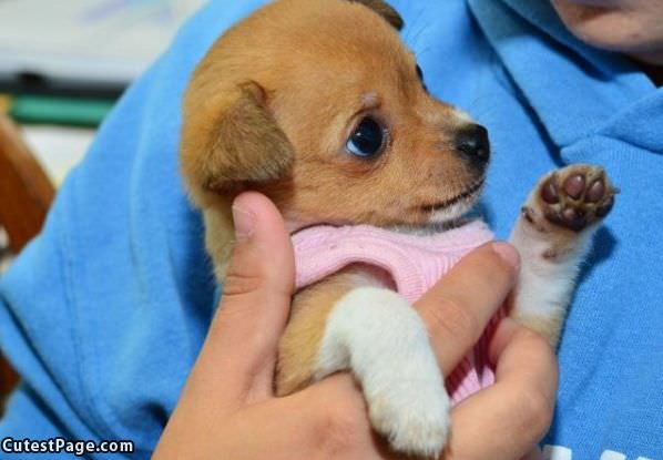 Super Tiny Puppy