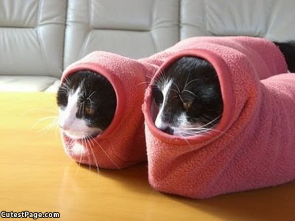 Super Warm Cats