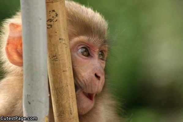 Surprised Cute Monkey