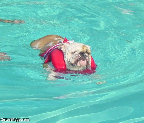 Swimming Bullcute Dog