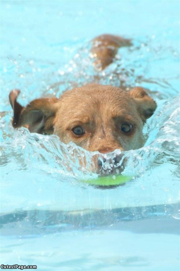 Swimming Cute Dog