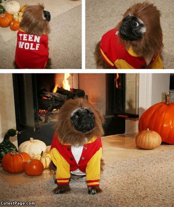 Teen Wolf Dog Costume