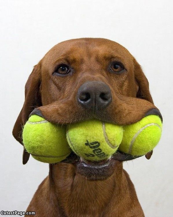 Tennis Cute Dog