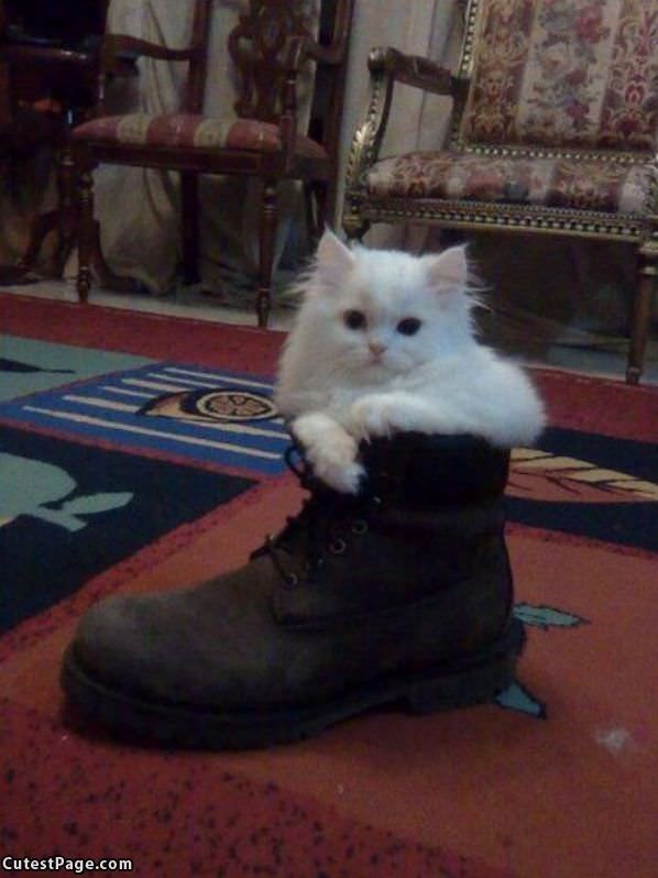The Boot Cat