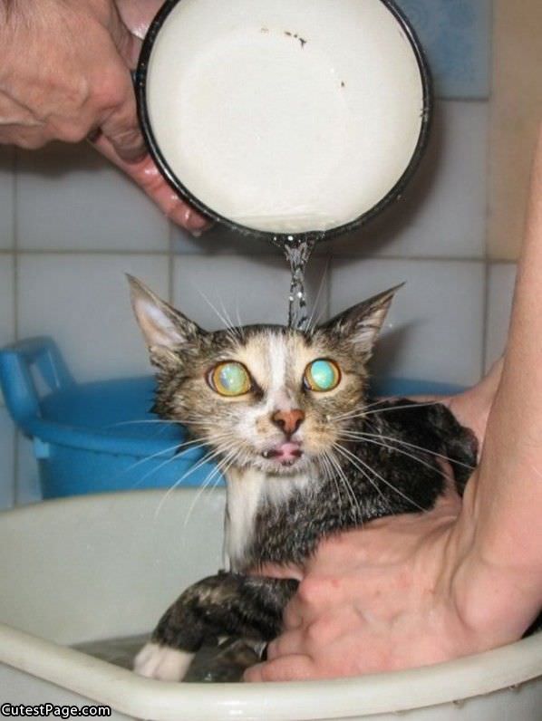 The Cat Bath