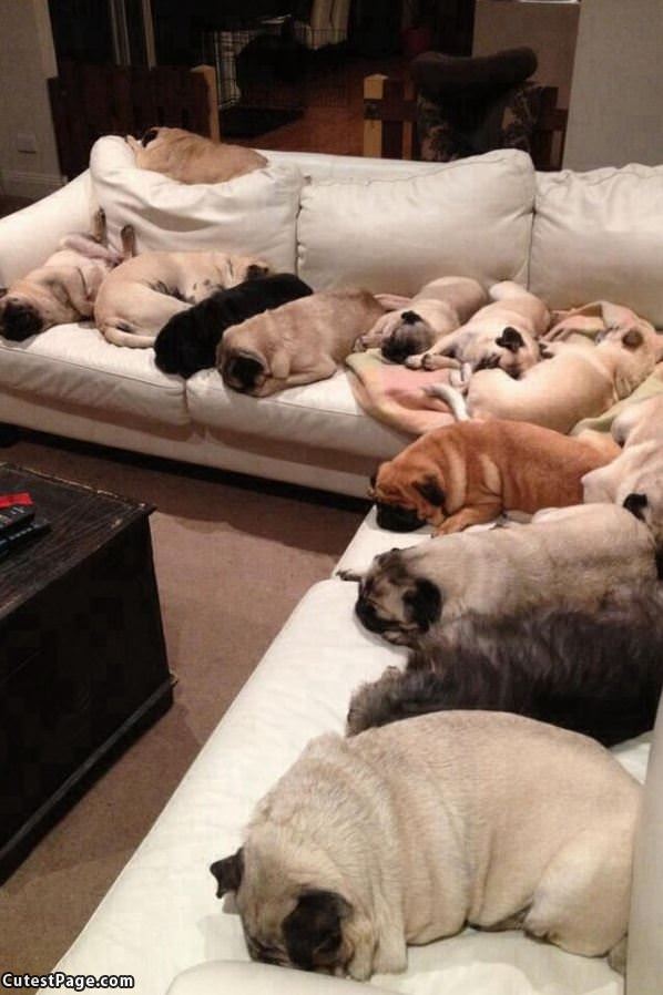 The Pug Couch