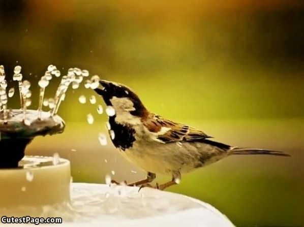 Thirsty Bird